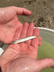 Sphyraena borealis