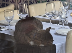 Felis catus