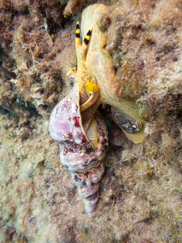 Atlantic Triton Snail