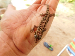 Hemidactylus agrius