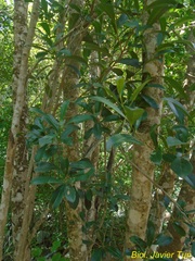 Diospyros tetrasperma