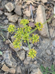 Tauschia hartwegii