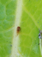 Cacopsylla fatsiae
