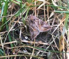 Autographa precationis