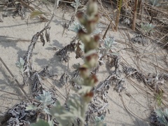 Artemisia stelleriana