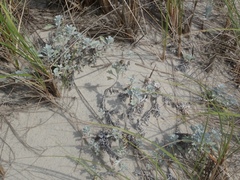 Artemisia stelleriana