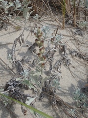 Artemisia stelleriana