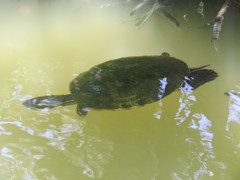 Trachemys venusta iversoni