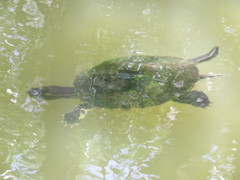 Trachemys venusta iversoni