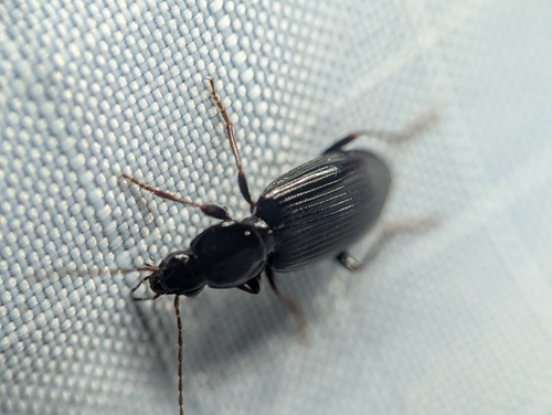 Punctiform Harp Ground Beetle photo 4