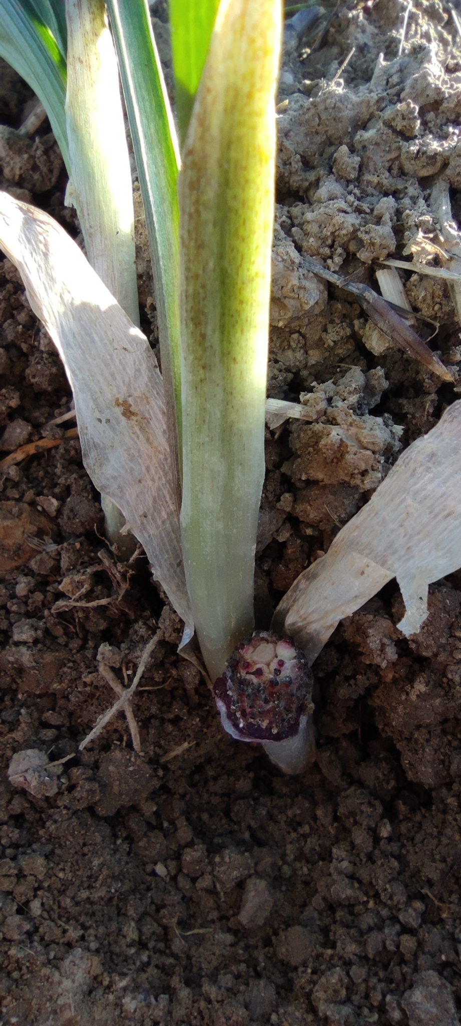 Biarum carratracense