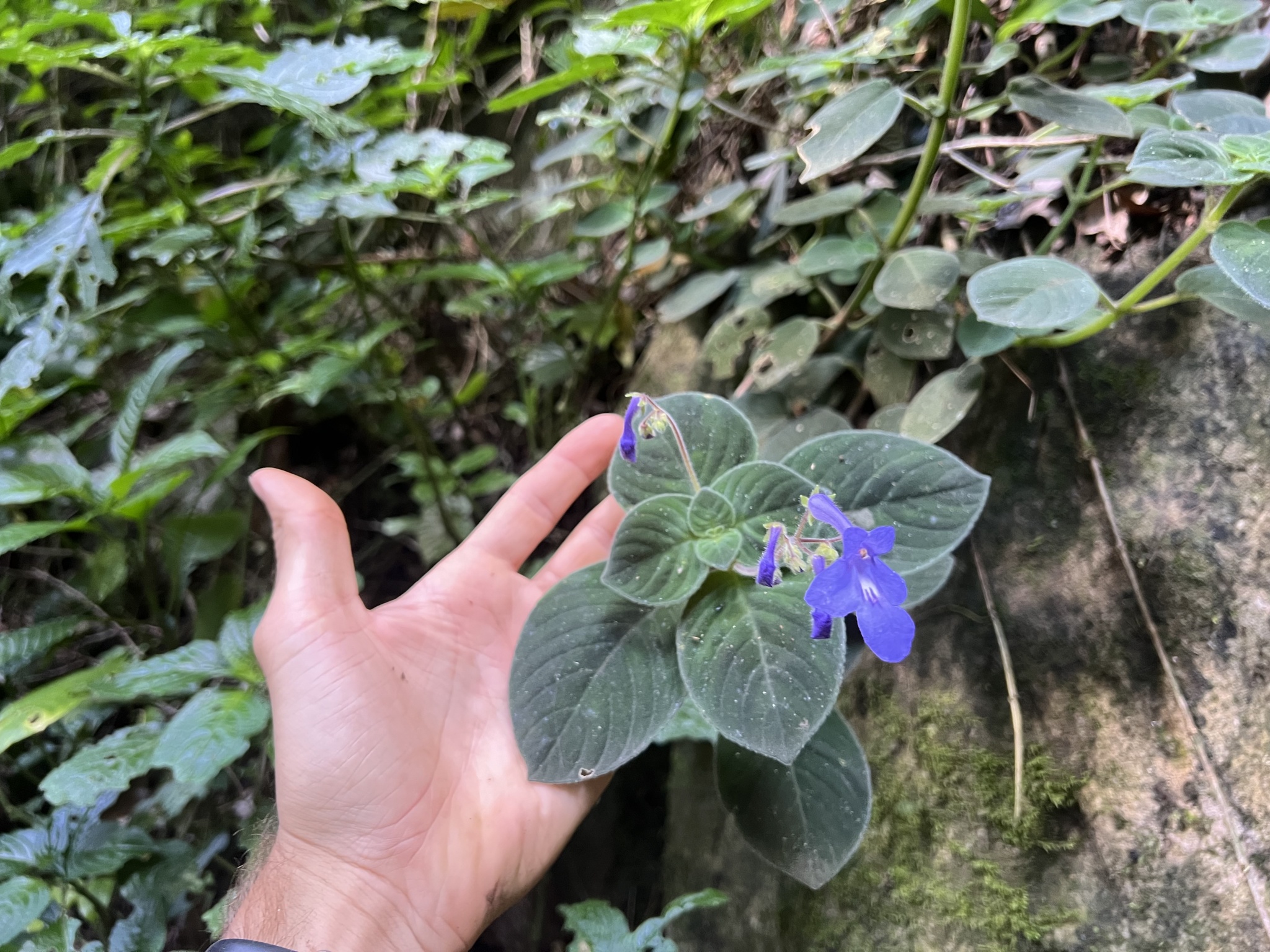 Streptocarpus bambuseti