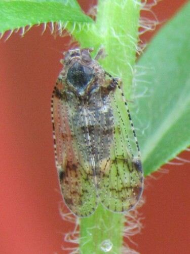 Common lacehopper photo 5