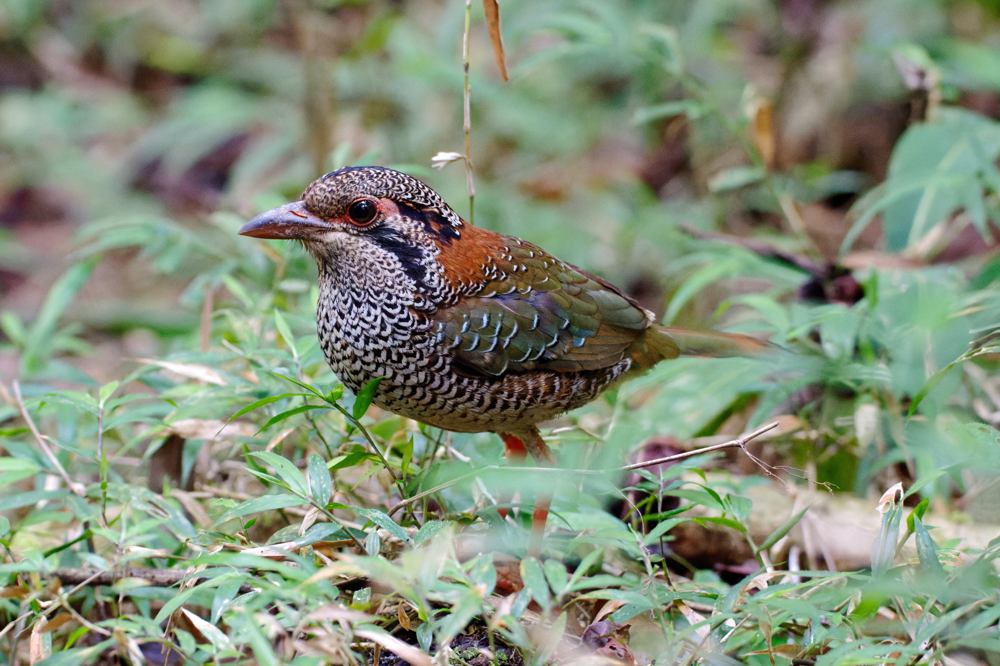 Scaly Ground Roller (Geobiastes squamiger), photo 3