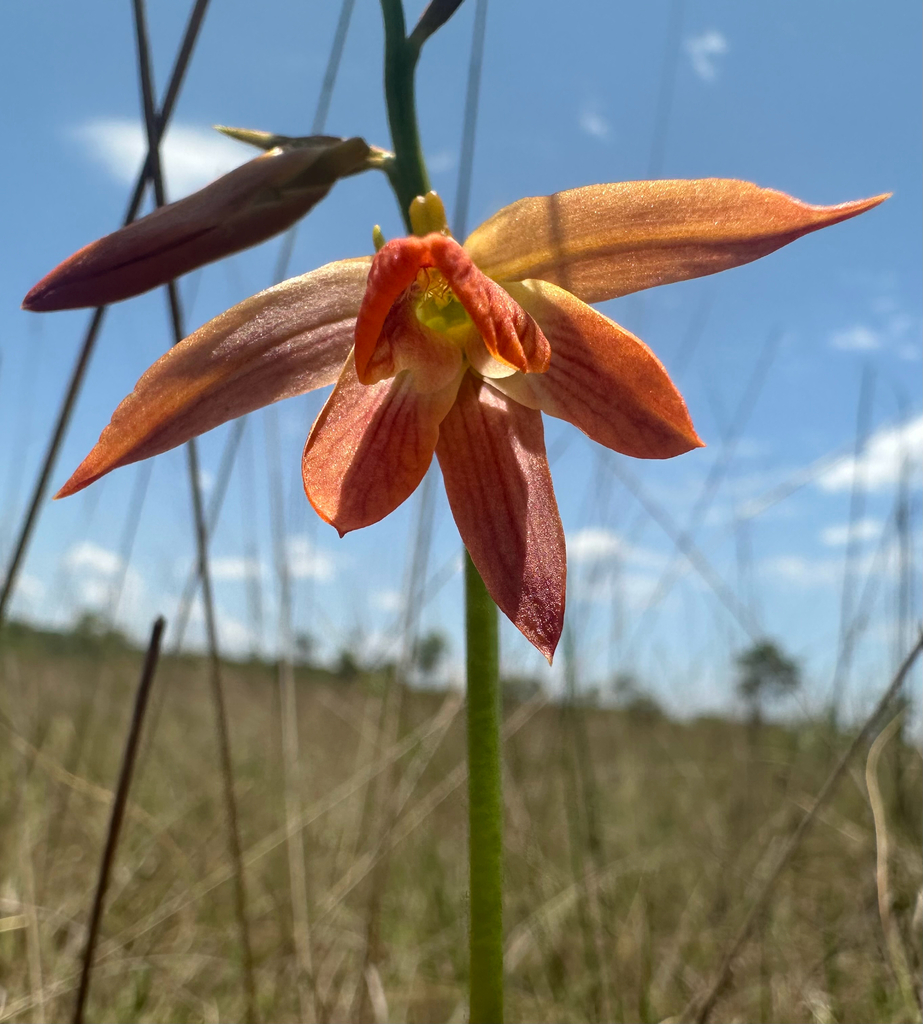 Eulophia aurantiaca