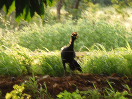 Bare-faced Curassow