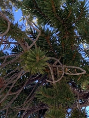 Pinus balfouriana austrina