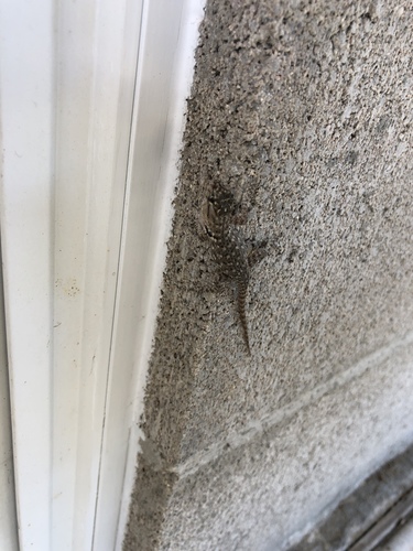 iNaturalist observation photo of Desert Spiny Lizard