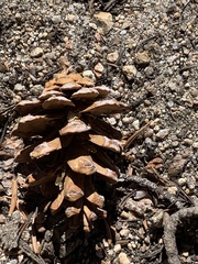 Pinus balfouriana austrina