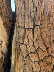 Pinus balfouriana austrina