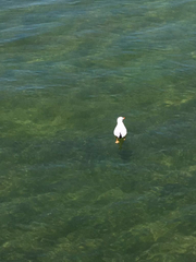 Chroicocephalus ridibundus