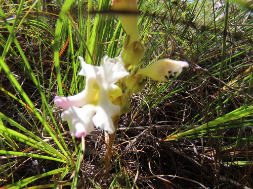 Image of Harveya capensis by (c) Adele SL, some rights reserved (CC BY)