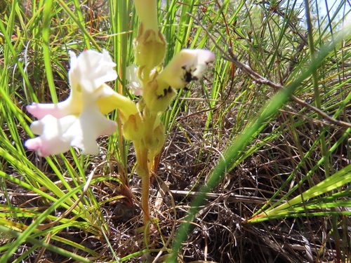 Image of Harveya capensis by (c) Adele SL, some rights reserved (CC BY)