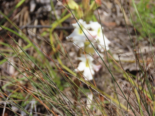 Image of Harveya capensis by (c) Adele SL, some rights reserved (CC BY)