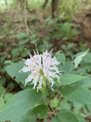 Monarda clinopodia