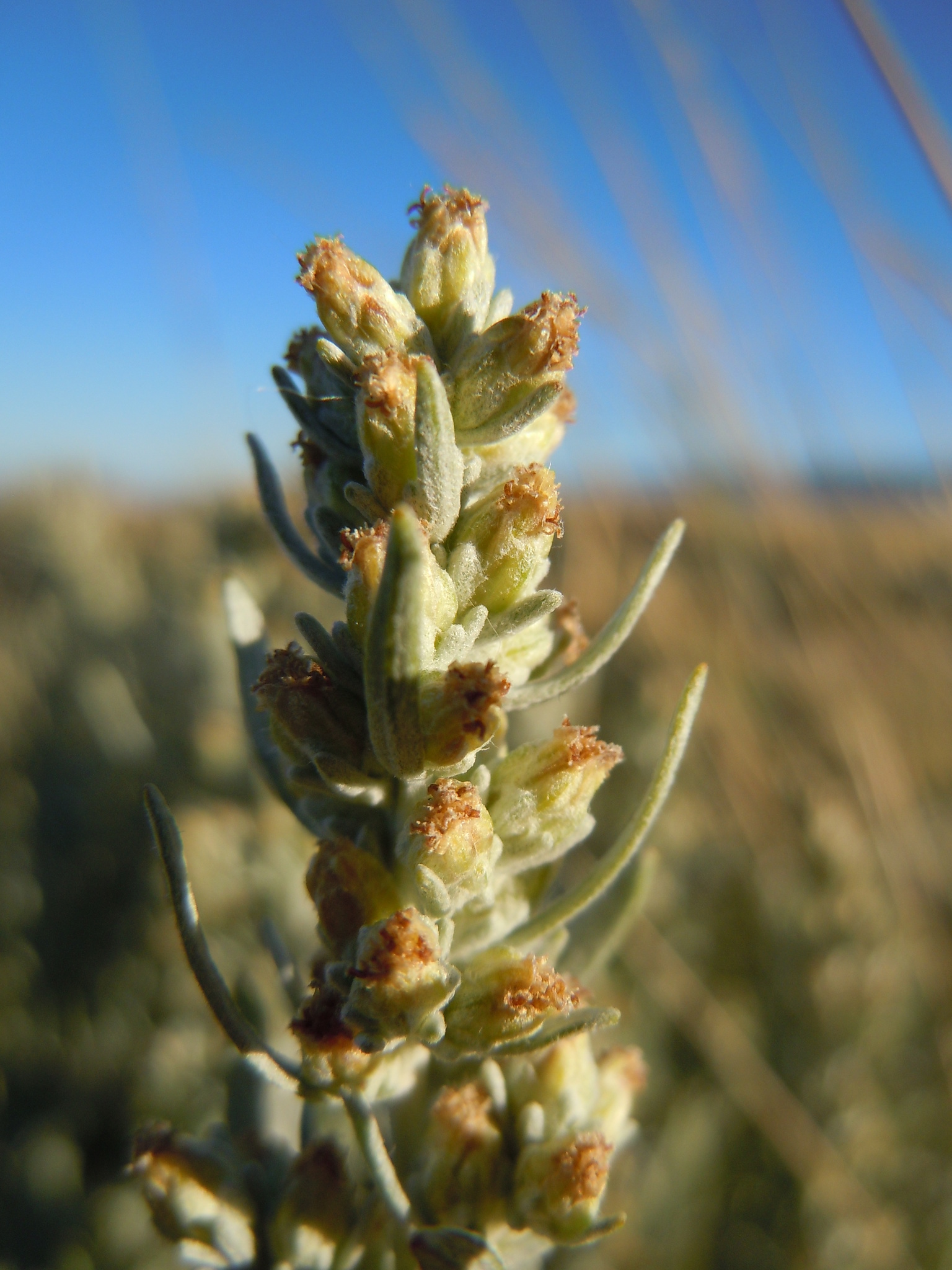 Artemisia cana ssp. cana