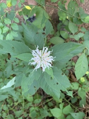 Monarda clinopodia