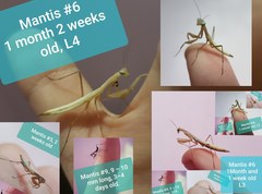 Mantis religiosa