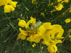 Ephippiger terrestris