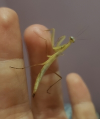 Mantis religiosa