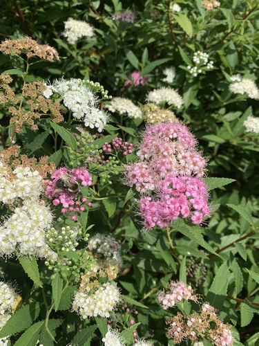 Spiraea japonica iNat (3)