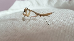 Mantis religiosa