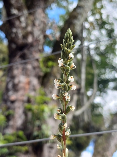 Image of Cyclopogon elatus by no rights reserved