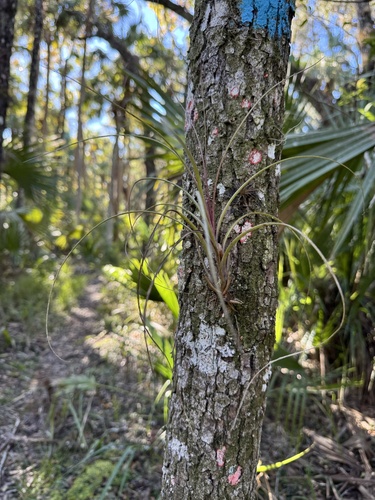 Image of Tillandsia simulata by (c) Karen Guin, some rights reserved (CC BY)