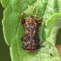 Octotoma marginicollis