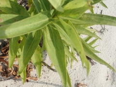 Phytoplasma asteris