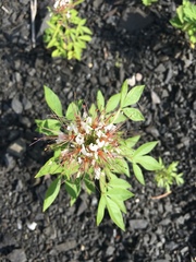 Polanisia dodecandra trachysperma