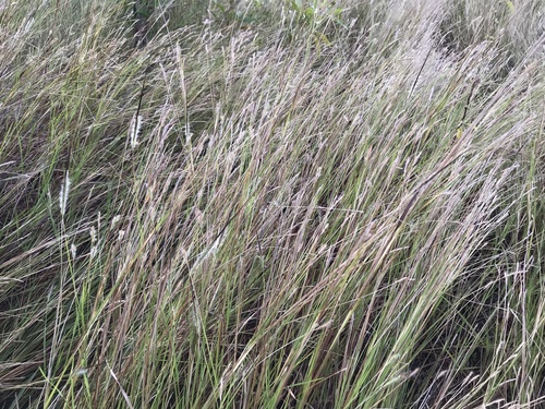 Heteropogon contortus iNat (3)