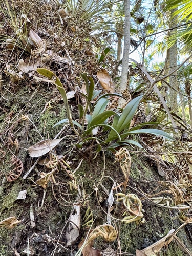 Image of Epidendrum conopseum by (c) Karen Guin, some rights reserved (CC BY)