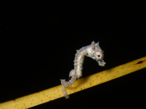 Dwergzeepaardje (Hippocampus zosterae) — Syngnathidae