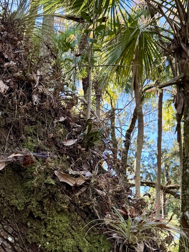 Image of Epidendrum conopseum by (c) Karen Guin, some rights reserved (CC BY)