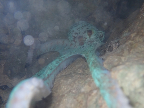 Caribbean Reef Octopus