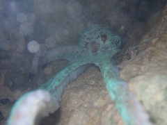 Caribbean Reef Octopus