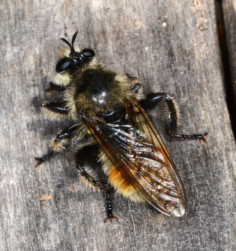 Red-spotted Laphria