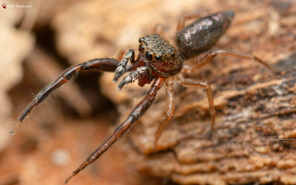 Phintella australis