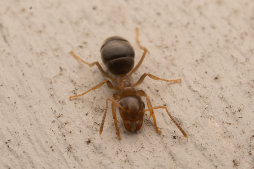Turfgrass Ant photo 6